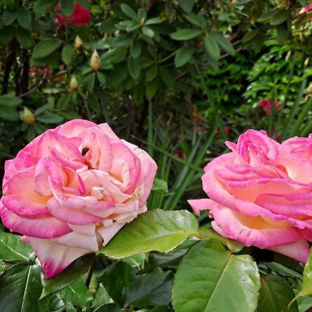 Gite 5 "Le Laurus" Aux Magnolias Обена Екстер'єр фото