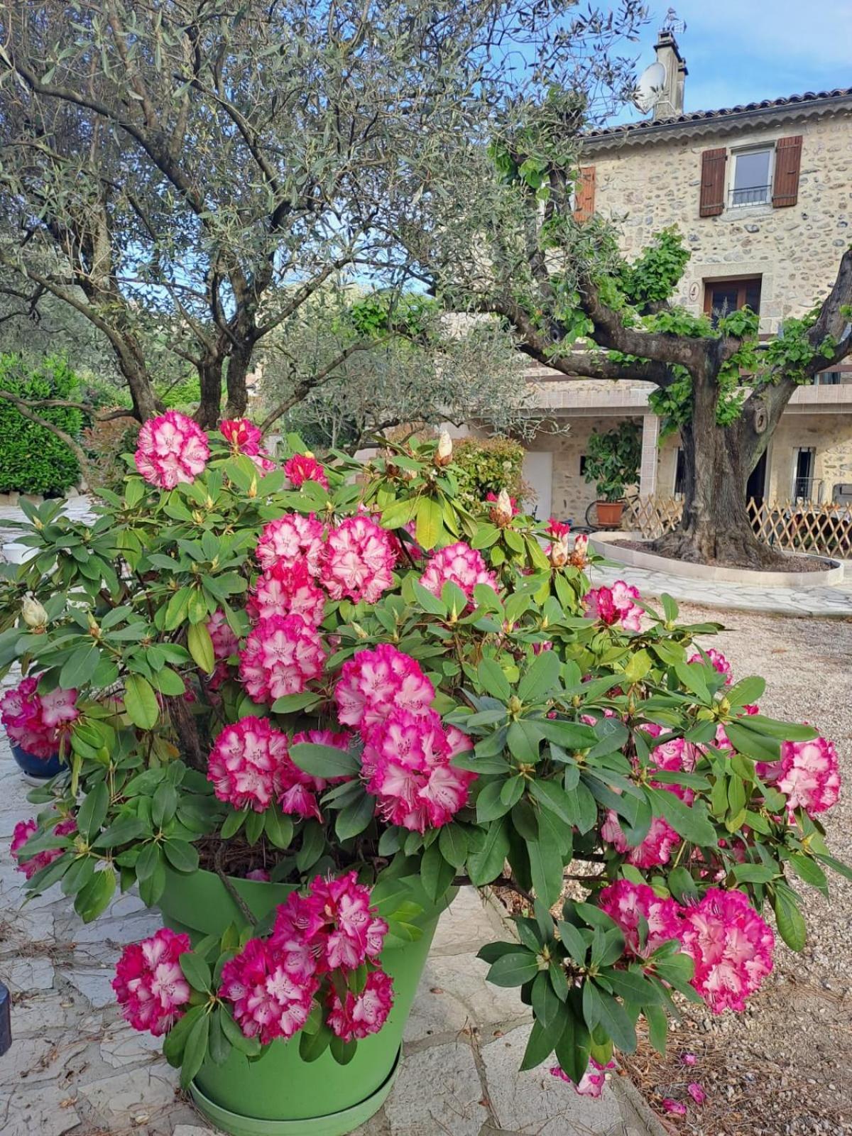 Gite 5 "Le Laurus" Aux Magnolias Обена Екстер'єр фото
