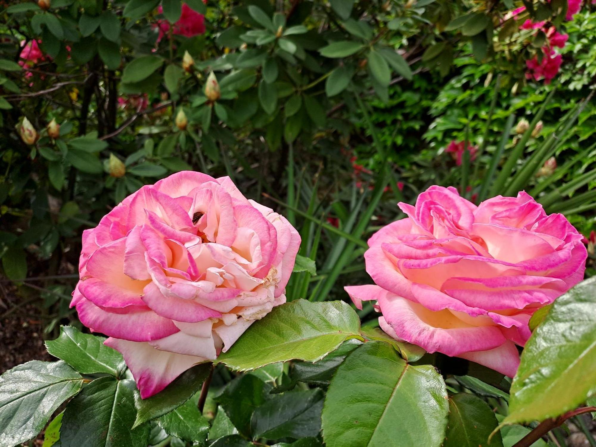 Gite 5 "Le Laurus" Aux Magnolias Обена Екстер'єр фото