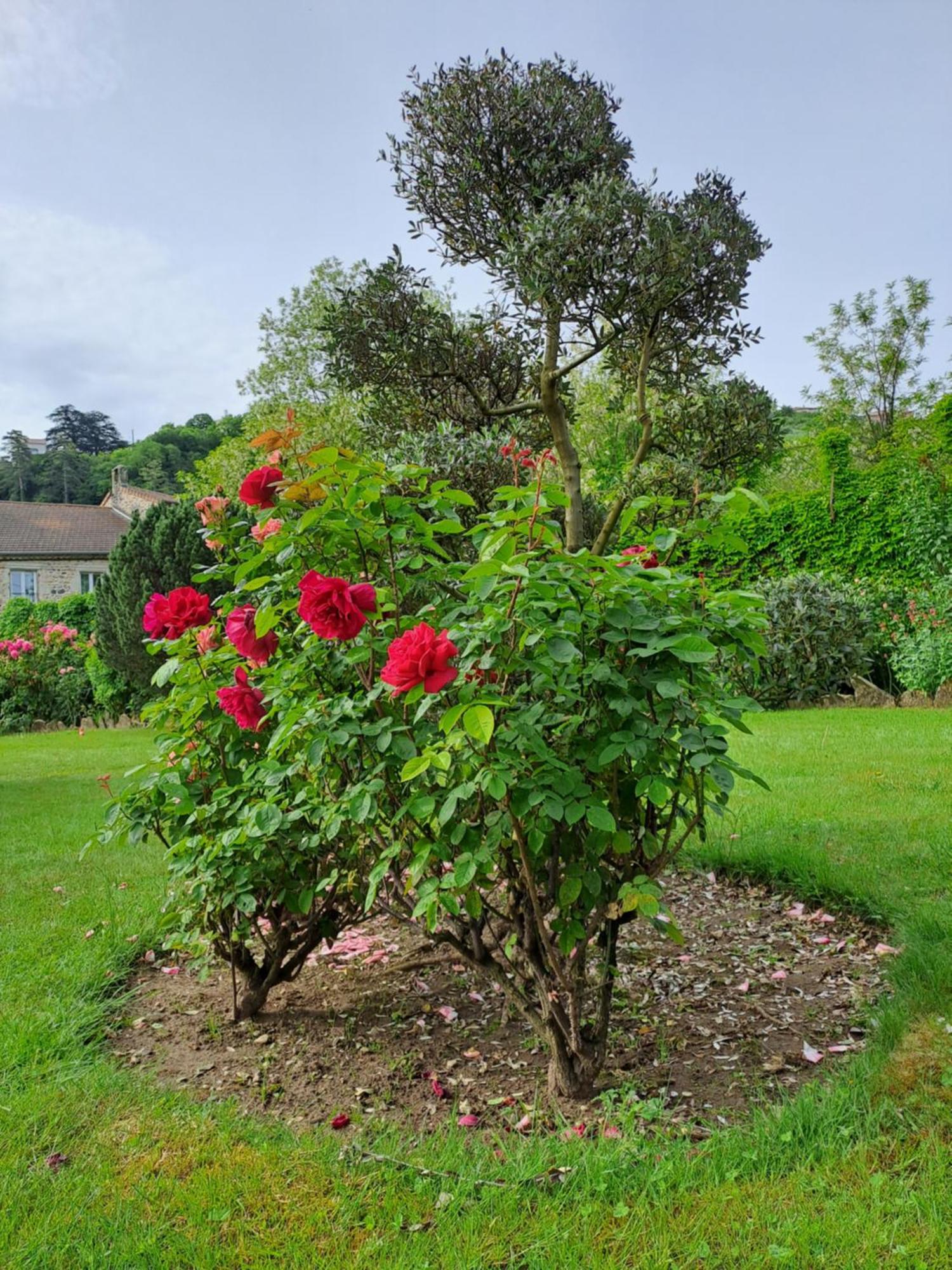 Gite 5 "Le Laurus" Aux Magnolias Обена Екстер'єр фото